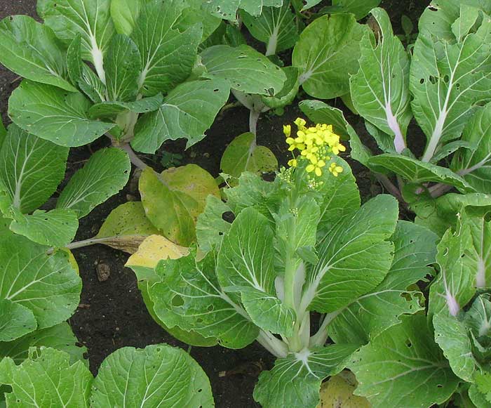 Bok Choy bolting