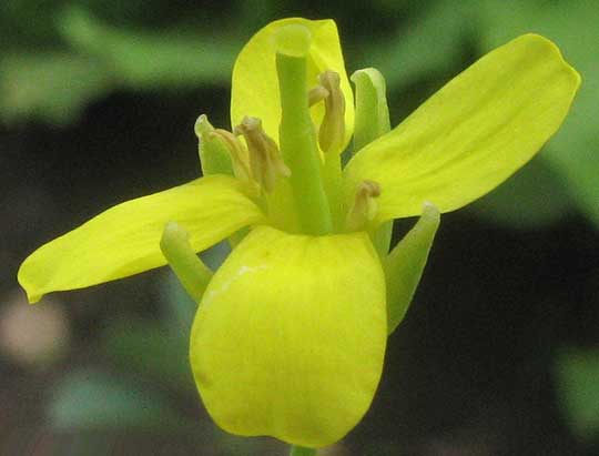 BOK CHOY/ PAK CHOI flower