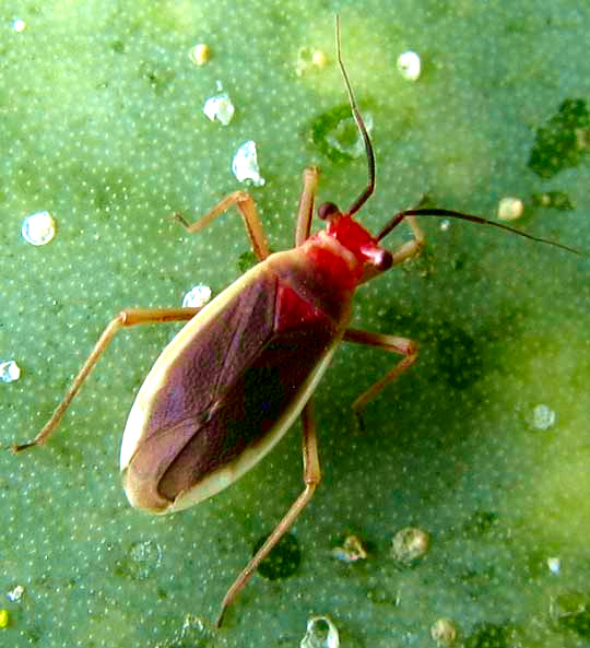 Cactus Bug, HESPEROLOBOPS GELASTOPS