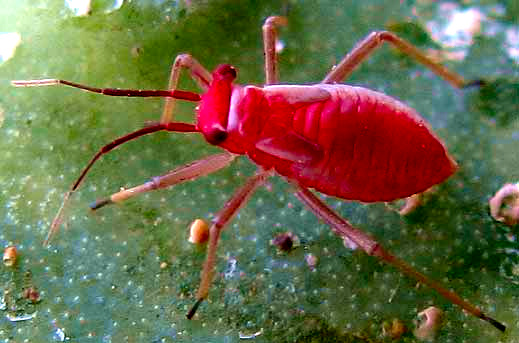 Cactus Bug, HESPEROLOBOPS GELASTOPS, nymph