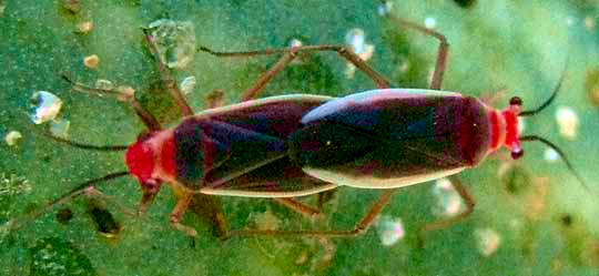 Cactus Bug, HESPEROLOBOPS GELASTOPS, mating