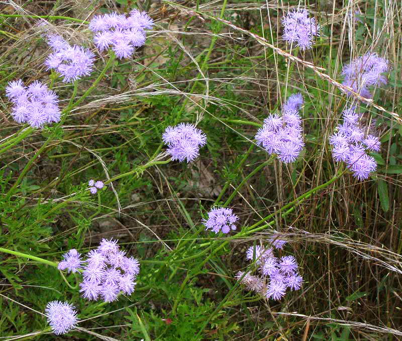 Palmleaf Mistflower, CONOCLINIUM DISSECTUM