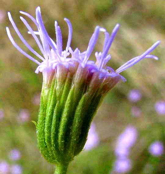 Palmleaf Mistflower, CONOCLINIUM DISSECTUM, flower head close-up