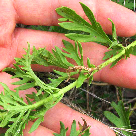 Palmleaf Mistflower, CONOCLINIUM DISSECTUM, leaves