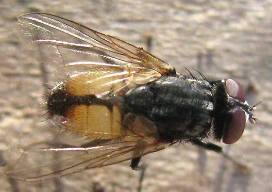 Face Fly, MUSCA AUTUMNALIS