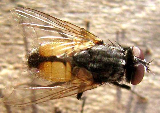 Face Fly, MUSCA AUTUMNALIS