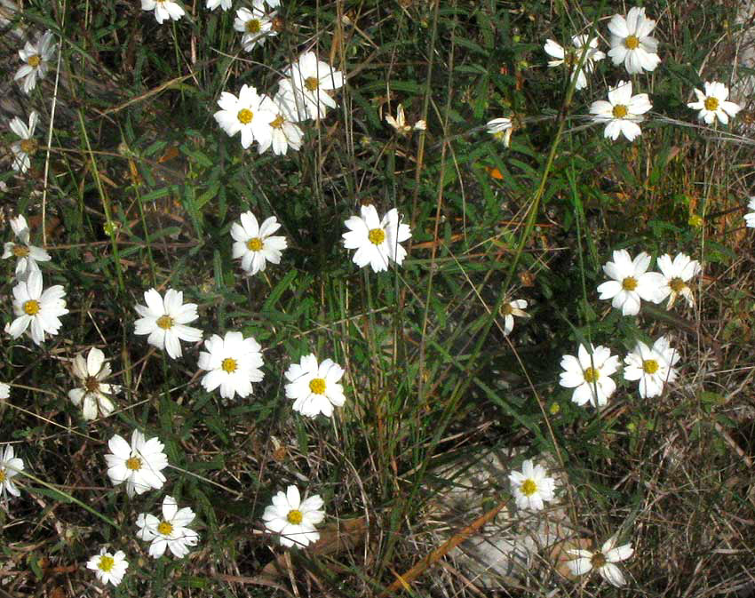 Black-foot Daisy or Rock Daisy, MELAMPODIUM LEUCANTHUM