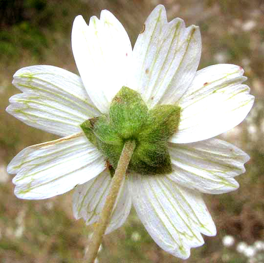 Black-foot Daisy or Rock Daisy, MELAMPODIUM LEUCANTHUM, showing involucre