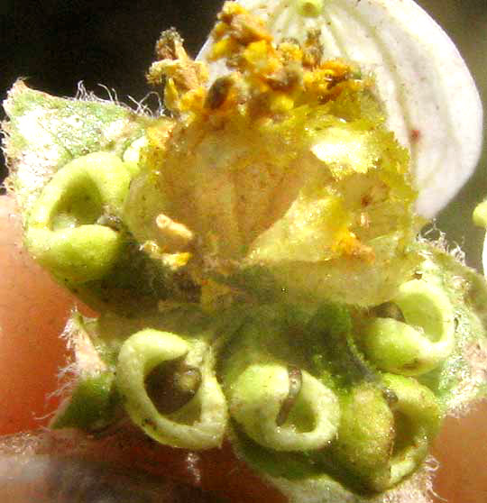 Black-foot Daisy or Rock Daisy, MELAMPODIUM LEUCANTHUM, showing inner bracts