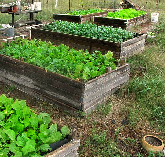 raised beds of mustard greens, turnips, Chinese cabbage, bok choy and more