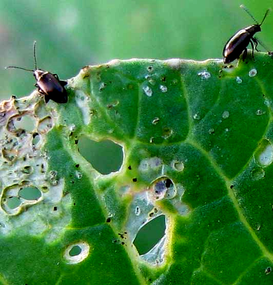 Crucifer Flea Beetle, PHYLLOTRETA CRUCIFERAE