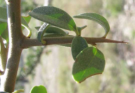 Narrowleaf Firethorn or Narrowleaf Pyracantha, PYRACANTHA ANGUSTIFOLIA, leafy thorn