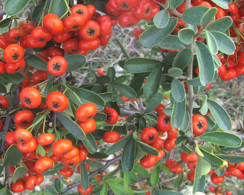 Narrowleaf Firethorn or Narrowleaf Pyracantha, PYRACANTHA ANGUSTIFOLIA, fruits and leaves