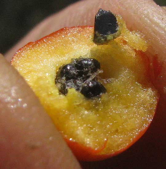 Narrowleaf Firethorn or Narrowleaf Pyracantha, PYRACANTHA ANGUSTIFOLIA, fruit cross-section showing seeds