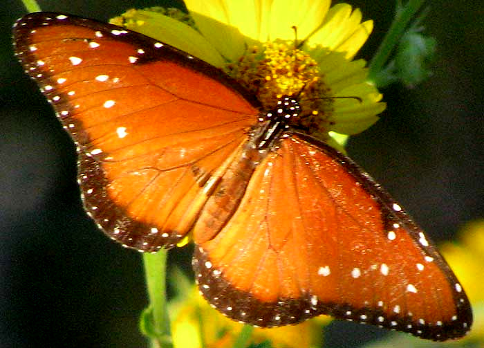 Queen butterfly, DANAUS GILIPPUS, top view
