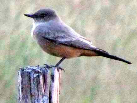 female Vermilion Flycatcher