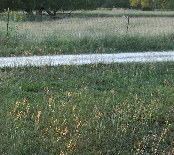 Big Bluestem, ANDROPOGON GERARDII, in field