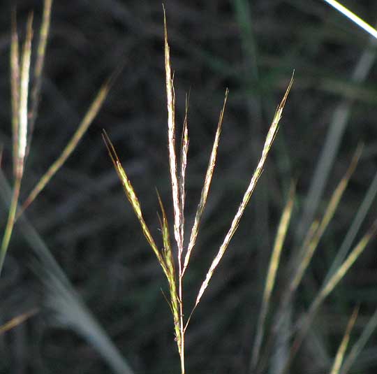 Big Bluestem, ANDROPOGON GERARDII, inflorescence