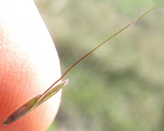 Big Bluestem, ANDROPOGON GERARDII, spikelet