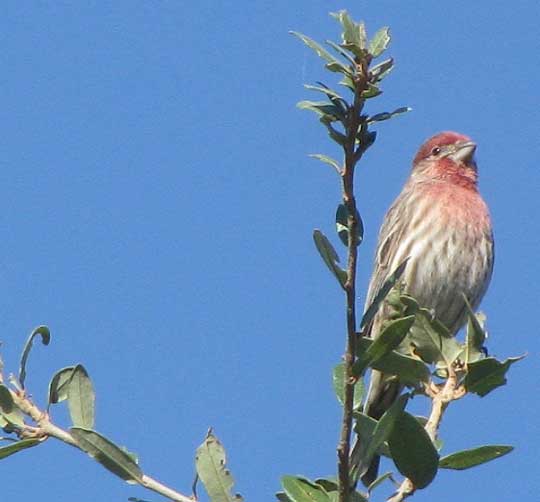 House Finch, CARPODACUS MEXICANUS