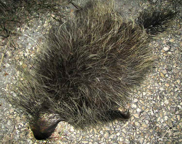 North American Porcupine, ERETHIZON DORSATUM