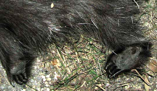 North American Porcupine, ERETHIZON DORSATUM, feet