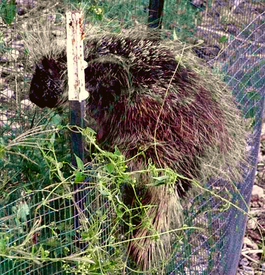 North American Porcupine, ERETHIZON DORSATUM, climbing fence, photo by Fred Kost