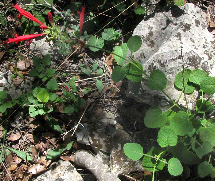 Cedar Sage, SALVIA ROEMERIANA