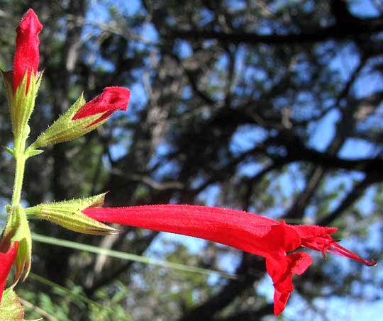 Cedar Sage, SALVIA ROEMERIANA, flowers