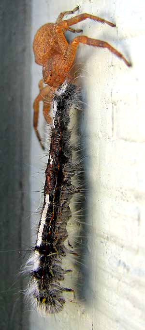 Ground Crab Spider, XYSTICUS FUNESTUS