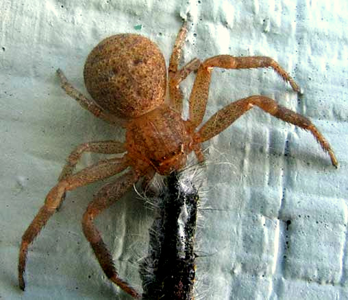 Ground Crab Spider, XYSTICUS FUNESTUS, top view