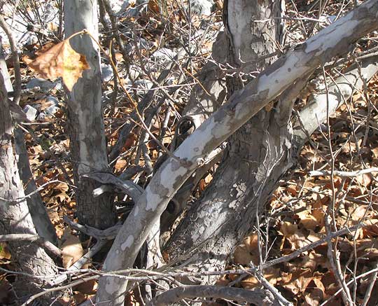 American Sycamore, PLATANUS OCCIDENTALIS, multiple trunks 