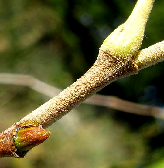 American Sycamore, PLATANUS OCCIDENTALIS, bud, leafscar and petiole base