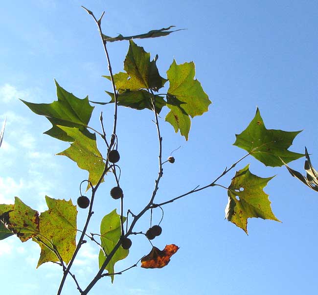 American Sycamore, PLATANUS OCCIDENTALIS, fall leaves and fruit balls