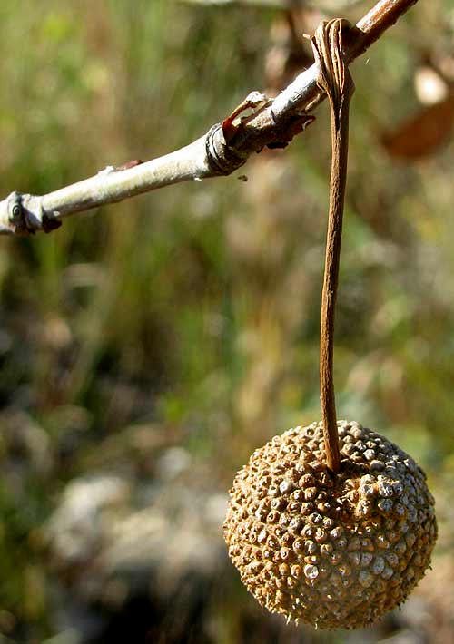 American Sycamore, PLATANUS OCCIDENTALIS, fruiting head, or ball