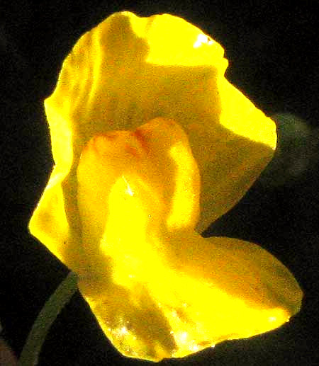 Bladderwort, UTRICULARIA cf. GIBBA, flower from front