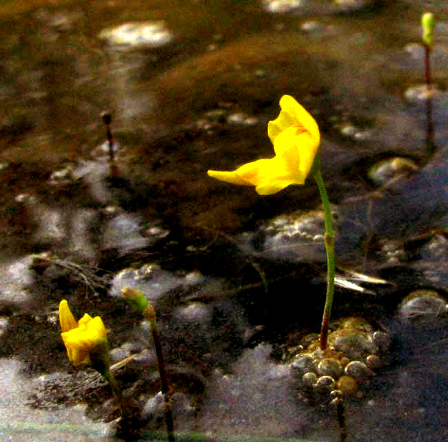 Bladderwort, UTRICULARIA cf. GIBBA, flowers