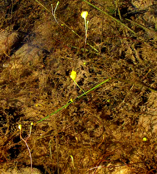 Bladderwort, UTRICULARIA cf. GIBBA, submerged leaves