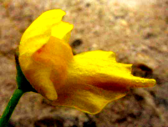 Bladderwort, UTRICULARIA cf. GIBBA, 