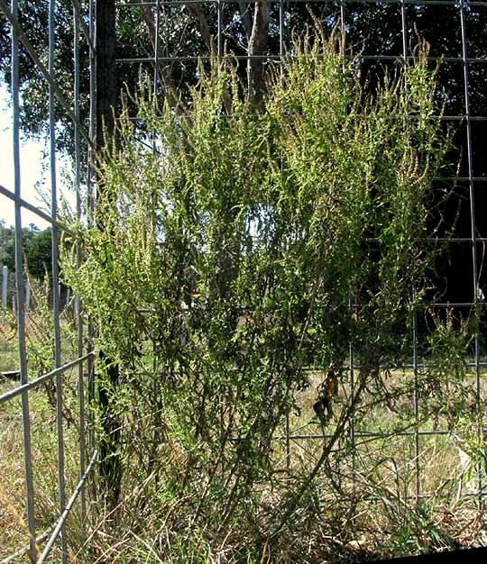 Common Ragweed, AMBROSIA ARTEMISIIFOLIA