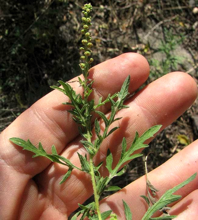 Common Ragweed, AMBROSIA ARTEMISIIFOLIA, flowers and leaves