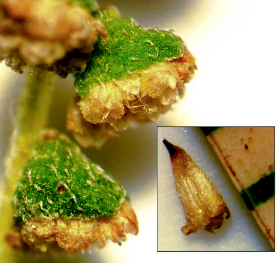 Common Ragweed, AMBROSIA ARTEMISIIFOLIA, involucre of male flowers