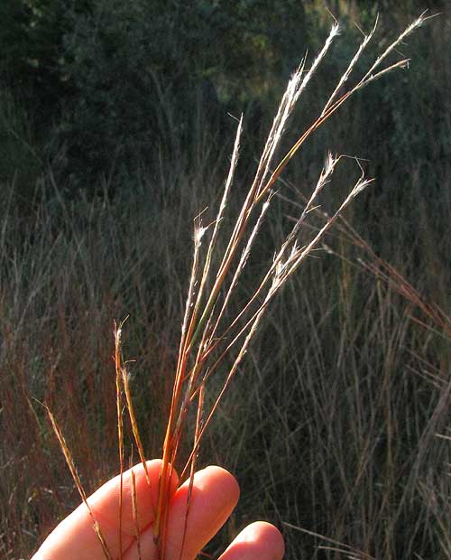 Little Bluestem, SCHIZACHYRIUM SCOPARIUM, inflorescences