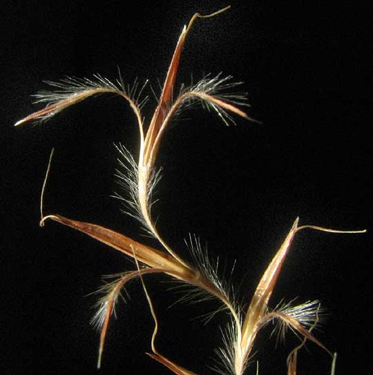 Little Bluestem, SCHIZACHYRIUM SCOPARIUM, showing 3 rames