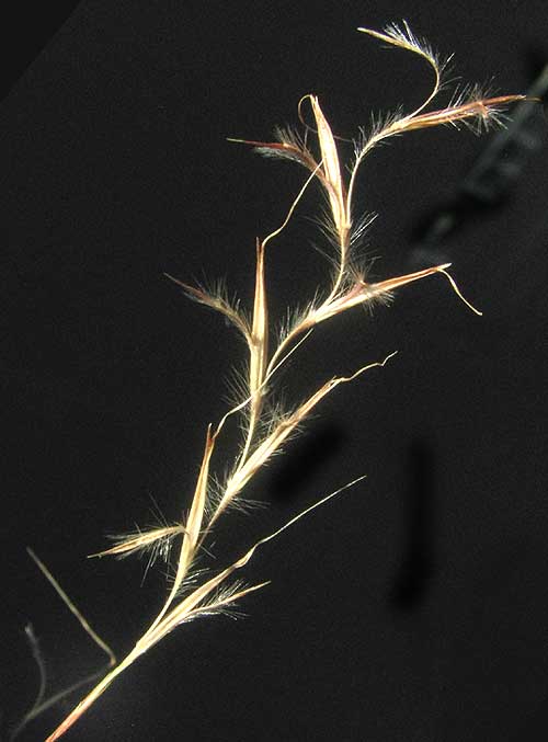 Little Bluestem, SCHIZACHYRIUM SCOPARIUM, ultimate branch of inflorescene