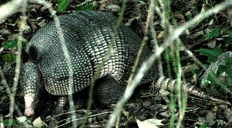 Nine-banded Armadillo, DASYPUS NOVECINCTUS