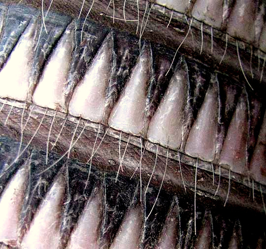 Nine-banded Armadillo, DASYPUS NOVECINCTUS, close-up of bony plates or scales on back