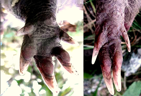 Nine-banded Armadillo, DASYPUS NOVECINCTUS, close-up of feet showing toe numbers