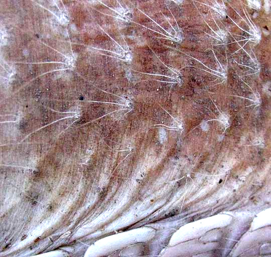 Nine-banded Armadillo, DASYPUS NOVECINCTUS, close-up showing individual hair clusters on unprotected belly