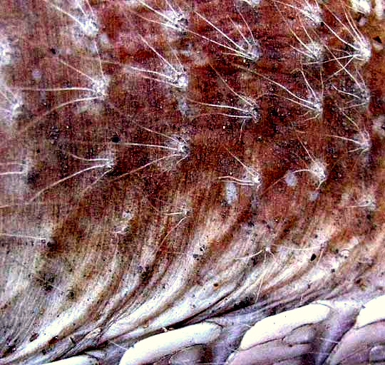 Nine-banded Armadillo, DASYPUS NOVECINCTUS, close-up showing individual hair clusters on unprotected belly